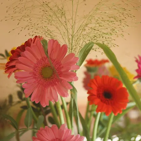 Vila Juneberry Bergen