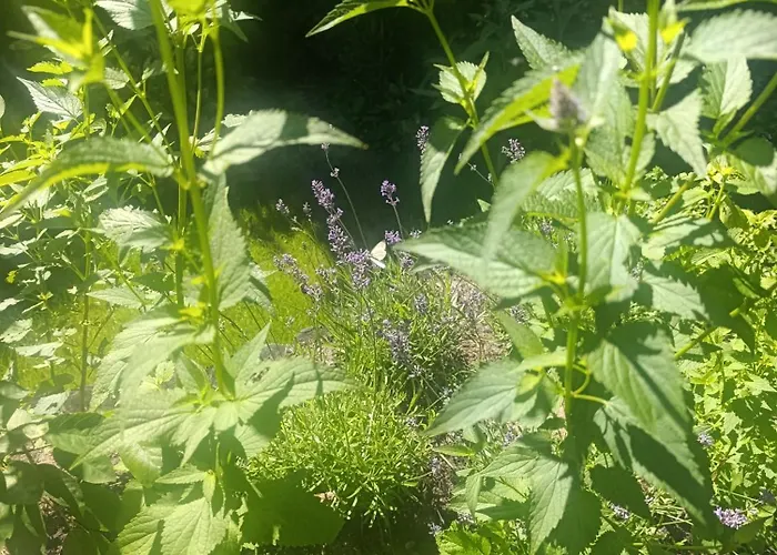 Juneberry Villa Bergen