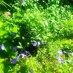Вилла Juneberry *